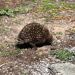 Tachyglossus aculeatus at Prospect, TAS - 21 Oct 2024