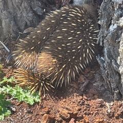 Tachyglossus aculeatus at Prospect, TAS - 21 Oct 2024