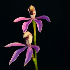 Caladenia congesta at Acton, ACT - 21 Oct 2024