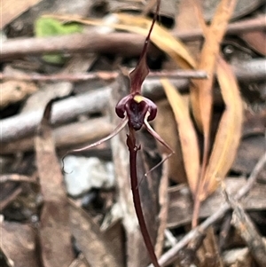 Acianthus caudatus at Tonganah, TAS - suppressed