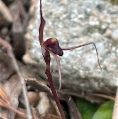 Acianthus caudatus at Tonganah, TAS - suppressed