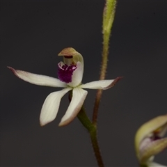 Caladenia cucullata (Lemon Caps) at Acton, ACT - 21 Oct 2024 by BB23