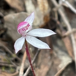 Caladenia alpina at Tonganah, TAS - suppressed