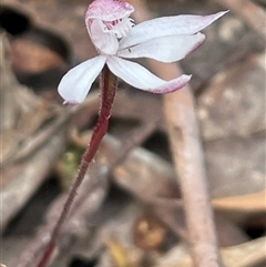 Caladenia alpina at Tonganah, TAS - suppressed