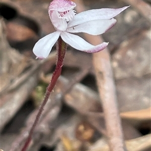 Caladenia alpina at Tonganah, TAS - suppressed