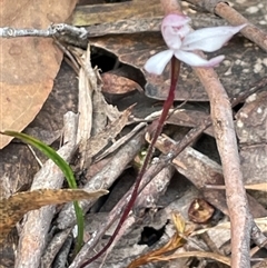 Caladenia alpina at Tonganah, TAS - 21 Oct 2024