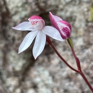 Caladenia alpina at Tonganah, TAS - suppressed