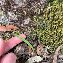 Caladenia alpina at Tonganah, TAS - suppressed