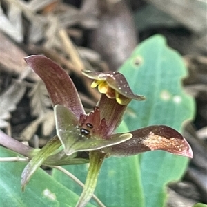 Chiloglottis triceratops at Prospect, TAS - 21 Oct 2024