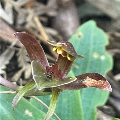 Chiloglottis triceratops (Three-horned Bird Orchid) at Prospect, TAS - 21 Oct 2024 by Clarel