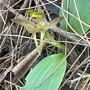 Chiloglottis triceratops at Prospect, TAS - suppressed