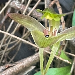 Chiloglottis triceratops at Prospect, TAS - suppressed