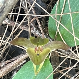 Chiloglottis triceratops at Prospect, TAS - 21 Oct 2024