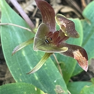 Chiloglottis triceratops at Prospect, TAS - suppressed