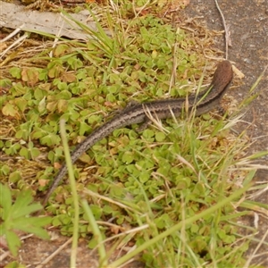 Lampropholis guichenoti at Freshwater Creek, VIC by WendyEM