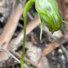 Pterostylis nutans (Nodding Greenhood) at Tonganah, TAS - 21 Oct 2024 by Clarel