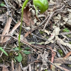 Pterostylis nutans at Tonganah, TAS - 21 Oct 2024