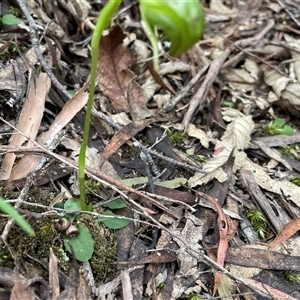 Pterostylis nutans at Tonganah, TAS - 21 Oct 2024