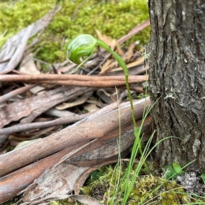 Pterostylis nutans at Tonganah, TAS - 21 Oct 2024