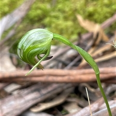 Pterostylis nutans at Tonganah, TAS - 21 Oct 2024