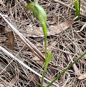 Pterostylis nutans at Tonganah, TAS - 21 Oct 2024