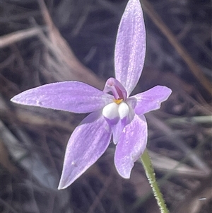 Glossodia major at Prospect, TAS - suppressed