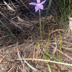 Glossodia major at Prospect, TAS - suppressed