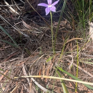 Glossodia major at Prospect, TAS - 21 Oct 2024