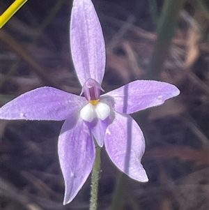 Glossodia major at Prospect, TAS - 21 Oct 2024