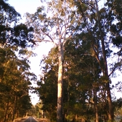 Eucalyptus bosistoana (Coastal Grey Box) at Noorinbee, VIC - 9 Mar 2009 by JasonPStewartNMsnc2016