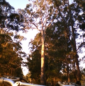 Eucalyptus bosistoana at Noorinbee, VIC - 9 Mar 2009