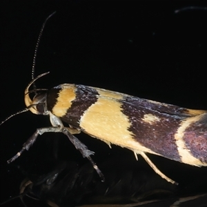 Macrobathra chrysotoxa at Rosedale, NSW - 20 Oct 2024 11:42 PM