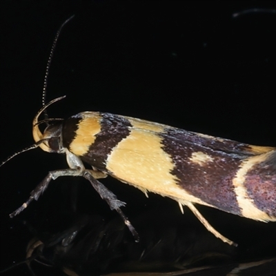 Macrobathra chrysotoxa (A Cosmet moth (Cosmopteriginae) at Rosedale, NSW - 20 Oct 2024 by jb2602