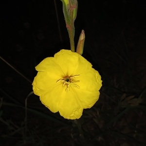 Oenothera stricta subsp. stricta at Conder, ACT - 21 Oct 2024