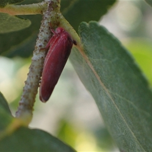 Trocnada dorsigera at Murrumbateman, NSW - 21 Oct 2024