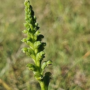 Microtis unifolia at Yarralumla, ACT - 21 Oct 2024