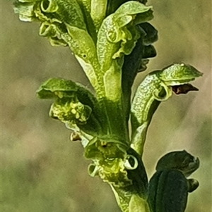 Microtis unifolia at Yarralumla, ACT - 21 Oct 2024