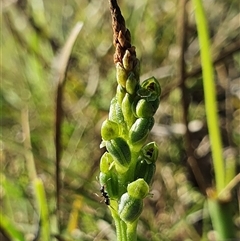 Microtis unifolia at Yarralumla, ACT - 21 Oct 2024