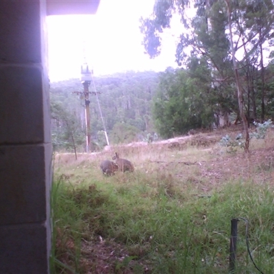 Notamacropus rufogriseus (Red-necked Wallaby) at Noorinbee, VIC - 3 Feb 2010 by JasonPStewartNMsnc2016