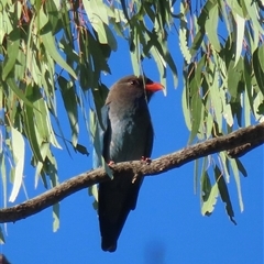 Eurystomus orientalis (Dollarbird) at Wagga Wagga, NSW - 21 Oct 2024 by RobParnell