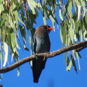 Eurystomus orientalis (Dollarbird) at Wagga Wagga, NSW by RobParnell