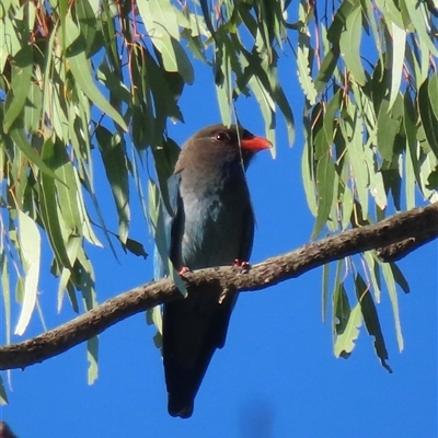 Eurystomus orientalis (Dollarbird) at Wagga Wagga, NSW - 21 Oct 2024 by RobParnell