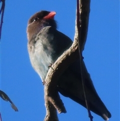 Eurystomus orientalis at Wagga Wagga, NSW - 21 Oct 2024