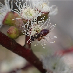 Lasioglossum (Homalictus) sp. (genus & subgenus) (Furrow Bee) at Murrumbateman, NSW - 21 Oct 2024 by SimoneC