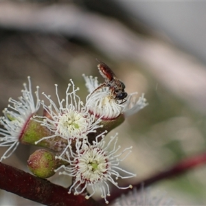 Lasioglossum (Homalictus) sp. (genus & subgenus) at Murrumbateman, NSW - 21 Oct 2024