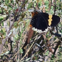 Eutrichopidia latinus (Yellow-banded Day-moth) at Cook, ACT - 21 Oct 2024 by WalkYonder