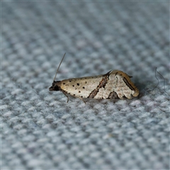 Vacuana vacuana (A Tortricid moth (Tortricinae)) at Harrison, ACT - 20 Oct 2024 by DPRees125