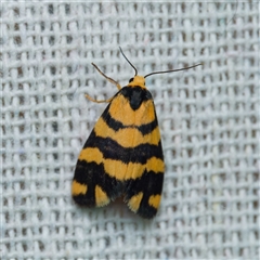 Thallarcha partita (Dark-banded Footman) at Harrison, ACT - 20 Oct 2024 by DPRees125