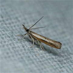 Ptochostola microphaeellus (A Crambid moth) at Harrison, ACT - 20 Oct 2024 by DPRees125