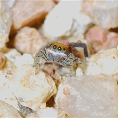 Maratus pavonis (Dunn's peacock spider) at Krawarree, NSW - 20 Oct 2024 by Harrisi